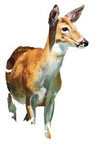 Whitetail Deer Art Vinyl Car Decal Sticker – Waterproof & UV-Resistant 4.4