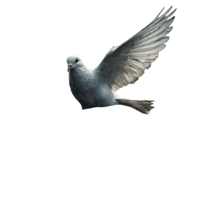 Hands Releasing Dove Vinyl Car Decal Sticker – Waterproof & UV-Resistant 6.826666666666667"