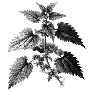 Vintage Nettle Drawing Vinyl Car Decal Sticker – Waterproof & UV-Resistant 3.4133333333333336"