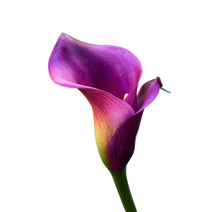 Purple Calla Lily V3 Vinyl Car Decal Sticker – Waterproof & UV-Resistant 3.4133333333333336"