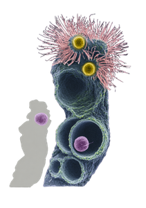 Algae-Like Organism Vinyl Car Decal Sticker – Waterproof & UV-Resistant 8.6