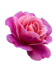 Pink Rose Close-Up V5 Vinyl Car Decal Sticker – Waterproof & UV-Resistant 4.1066666666666665"