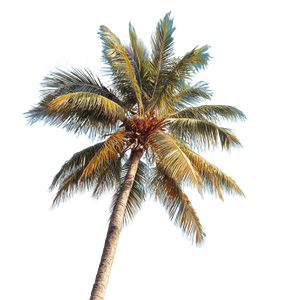 Coconut Palm Tree V2 Vinyl Car Decal Sticker – Waterproof & UV-Resistant 3.4133333333333336"