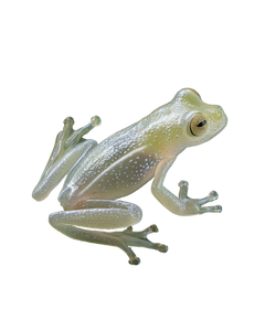 Translucent Glass Frog Vinyl Car Decal Sticker – Waterproof & UV-Resistant 4.0"