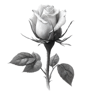Rose Bud Stencil Vinyl Car Decal Sticker – Waterproof & UV-Resistant 3.4133333333333336"