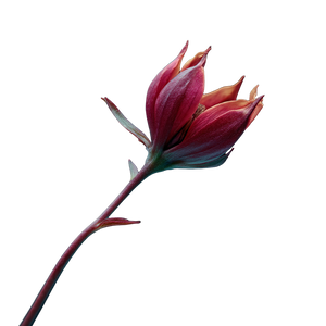 Flower Photography Vinyl Car Decal Sticker – Waterproof & UV-Resistant 3.4133333333333336"