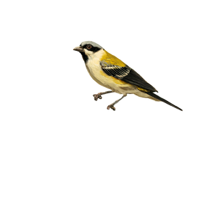 Lemon Tree Wildlife Vinyl Car Decal Sticker – Waterproof & UV-Resistant 3.4133333333333336"