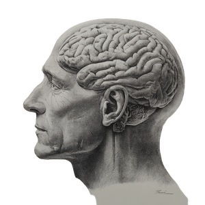 Brain Profile Drawing Vinyl Car Decal Sticker – Waterproof & UV-Resistant 3.4133333333333336"