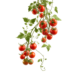 Cherry Tomato Vine V2 Vinyl Car Decal Sticker – Waterproof & UV-Resistant 6.826666666666667"