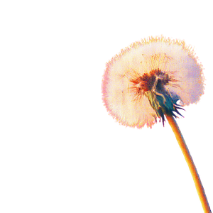 Blowing Dandelion V3 Vinyl Car Decal Sticker – Waterproof & UV-Resistant 6.826666666666667"