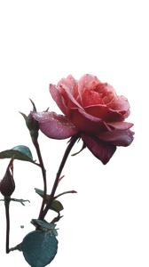 Blooming Red Rose V4 Vinyl Car Decal Sticker – Waterproof & UV-Resistant 9.706666666666667"