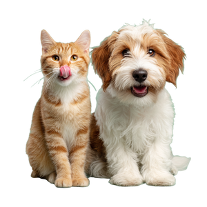 Cat And Dog V31 Vinyl Car Decal Sticker – Waterproof & UV-Resistant 3.4133333333333336"
