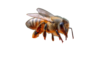 Honeybee On Flower V2 Vinyl Car Decal Sticker – Waterproof & UV-Resistant 2.986666666666667"