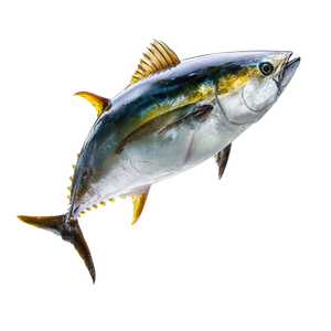 Leaping Tuna Fish Vinyl Car Decal Sticker – Waterproof & UV-Resistant 3.4133333333333336"