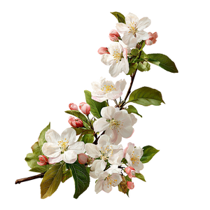 Apple Blossom Branch V6 Vinyl Car Decal Sticker – Waterproof & UV-Resistant 6.826666666666667"