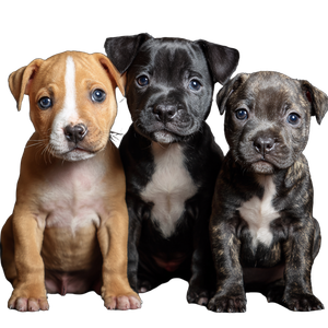 Three Baby Staffies Vinyl Car Decal Sticker – Waterproof & UV-Resistant 3.4133333333333336"
