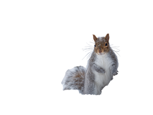 Squirrel In Snow Vinyl Car Decal Sticker – Waterproof & UV-Resistant 3.0933333333333333"