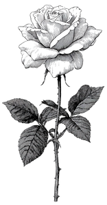 Simple Rose Drawing Vinyl Car Decal Sticker – Waterproof & UV-Resistant 5.01333333333333