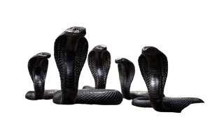 Black Nagupamu Cobras Vinyl Car Decal Sticker – Waterproof & UV-Resistant 2.72"