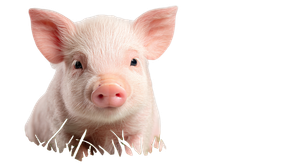 Cute Pink Piglet V2 Vinyl Car Decal Sticker – Waterproof & UV-Resistant 2.72"