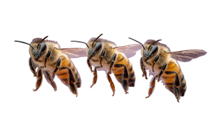Dancing Honey Bees Vinyl Car Decal Sticker – Waterproof & UV-Resistant 5.4