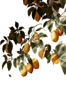 Lemons And Twigs V2 Vinyl Car Decal Sticker – Waterproof & UV-Resistant 8.213333333333333"