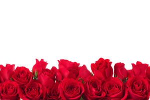 Red Roses Border V2 Vinyl Car Decal Sticker – Waterproof & UV-Resistant 2.986666666666667"