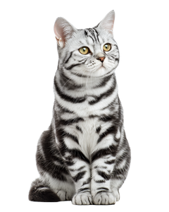 American Shorthair Cat V8 Vinyl Car Decal Sticker – Waterproof & UV-Resistant 4.0"