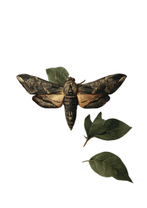 Vintage Moth Illustration V4 Vinyl Car Decal Sticker – Waterproof & UV-Resistant 8.746666666666666"
