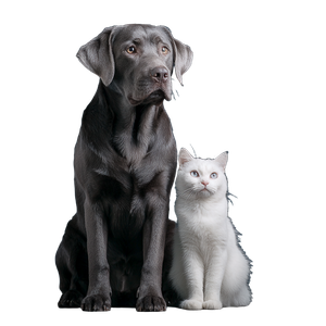 Labrador And Cat V2 Vinyl Car Decal Sticker – Waterproof & UV-Resistant 3.4133333333333336"
