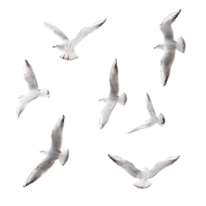 Flying Seagulls Group Vinyl Car Decal Sticker – Waterproof & UV-Resistant 3.4133333333333336"