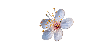 Cherry Plum Flower Vinyl Car Decal Sticker – Waterproof & UV-Resistant 5.4