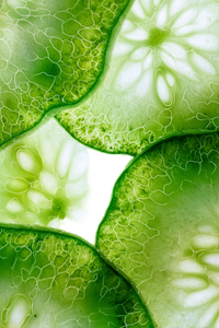 Cucumber Macro Slice Vinyl Car Decal Sticker – Waterproof & UV-Resistant 4.4