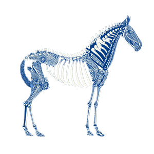 Blue Vector Horse Skeleton Vinyl Car Decal Sticker – Waterproof & UV-Resistant 6.826666666666667"
