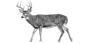 Whitetail Buck Illustration Vinyl Car Decal Sticker – Waterproof & UV-Resistant 5.12"