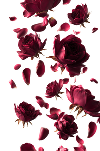 Flying Rose Petals V2 Vinyl Car Decal Sticker – Waterproof & UV-Resistant 8.96"