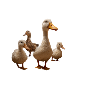 Ducks In Maze Vinyl Car Decal Sticker – Waterproof & UV-Resistant 3.4133333333333336"