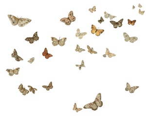 Vintage Butterfly Print Vinyl Car Decal Sticker – Waterproof & UV-Resistant 3.2"
