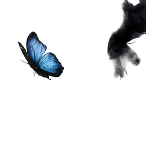 Butterflies Meeting Light Vinyl Car Decal Sticker – Waterproof & UV-Resistant 6.826666666666667"