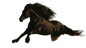 Majestic Black Horse V17 Vinyl Car Decal Sticker – Waterproof & UV-Resistant 5.4