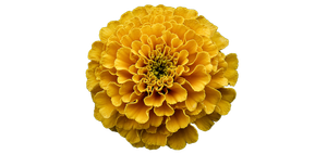 Cempasuchil Flower Bloom Vinyl Car Decal Sticker – Waterproof & UV-Resistant 5.01333333333333