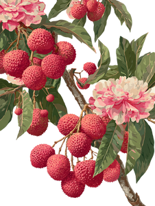 Lychee With Roses Vinyl Car Decal Sticker – Waterproof & UV-Resistant 8.213333333333333"