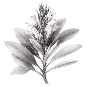 Brazilian Velloziaceae Sketch Vinyl Car Decal Sticker – Waterproof & UV-Resistant 6.826666666666667"