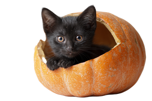 Halloween Kitten Pumpkin Vinyl Car Decal Sticker – Waterproof & UV-Resistant 5.97333333333333