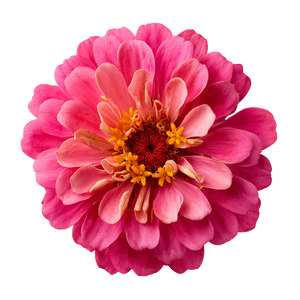 Zinnia Thumbelina Flower Vinyl Car Decal Sticker – Waterproof & UV-Resistant 3.4133333333333336"