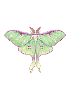 Pastel Luna Moth Vinyl Car Decal Sticker – Waterproof & UV-Resistant 4.0"