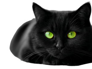 Black Cat Portrait V27 Vinyl Car Decal Sticker – Waterproof & UV-Resistant 6.1866666666666665"