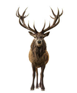 Irish Elk Portrait Vinyl Car Decal Sticker – Waterproof & UV-Resistant 8.0"