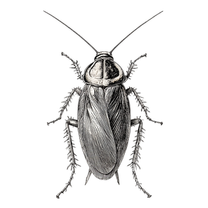 Scientific Cockroach Illustration Vinyl Car Decal Sticker – Waterproof & UV-Resistant 3.4133333333333336"