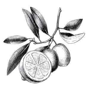 Olive Branch Lemon Vinyl Car Decal Sticker – Waterproof & UV-Resistant 3.4133333333333336"